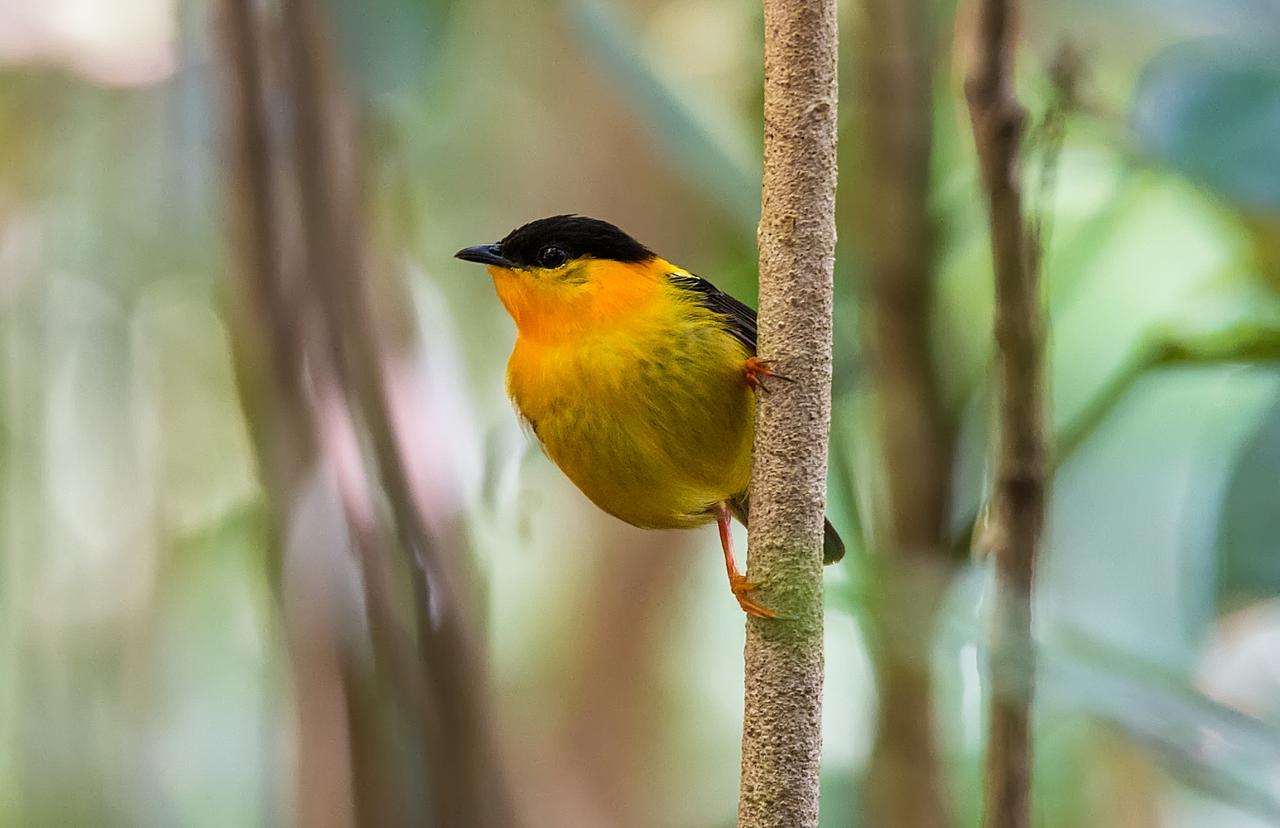 Tiskita Jungle Lodge パボネス エクステリア 写真