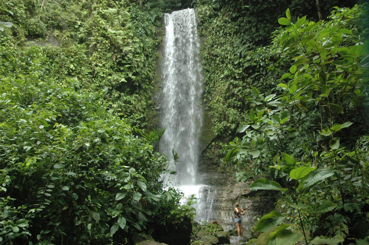 Tiskita Jungle Lodge パボネス エクステリア 写真